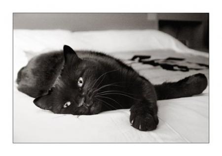 chat noir